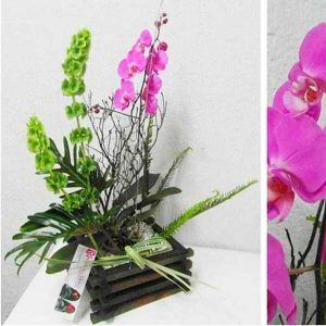 Arreglo Floral con Orquídea Insular