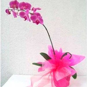 Planta Orquídea Sorpresa
