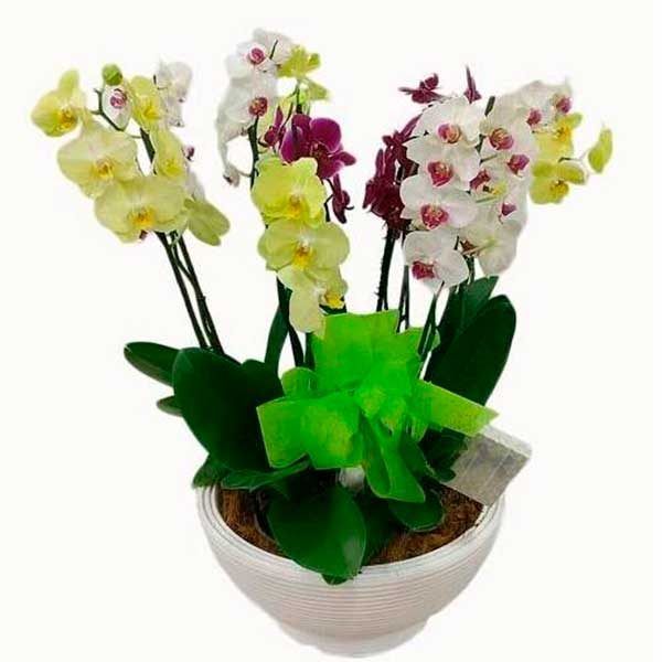 Planta de Orquídeas para Aniversario Isla Bicol
