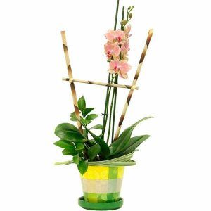 Arreglo floral con Orquídea en Bogota