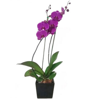Planta de Orquidea Phalaenopsis en base de Madera Rosales
